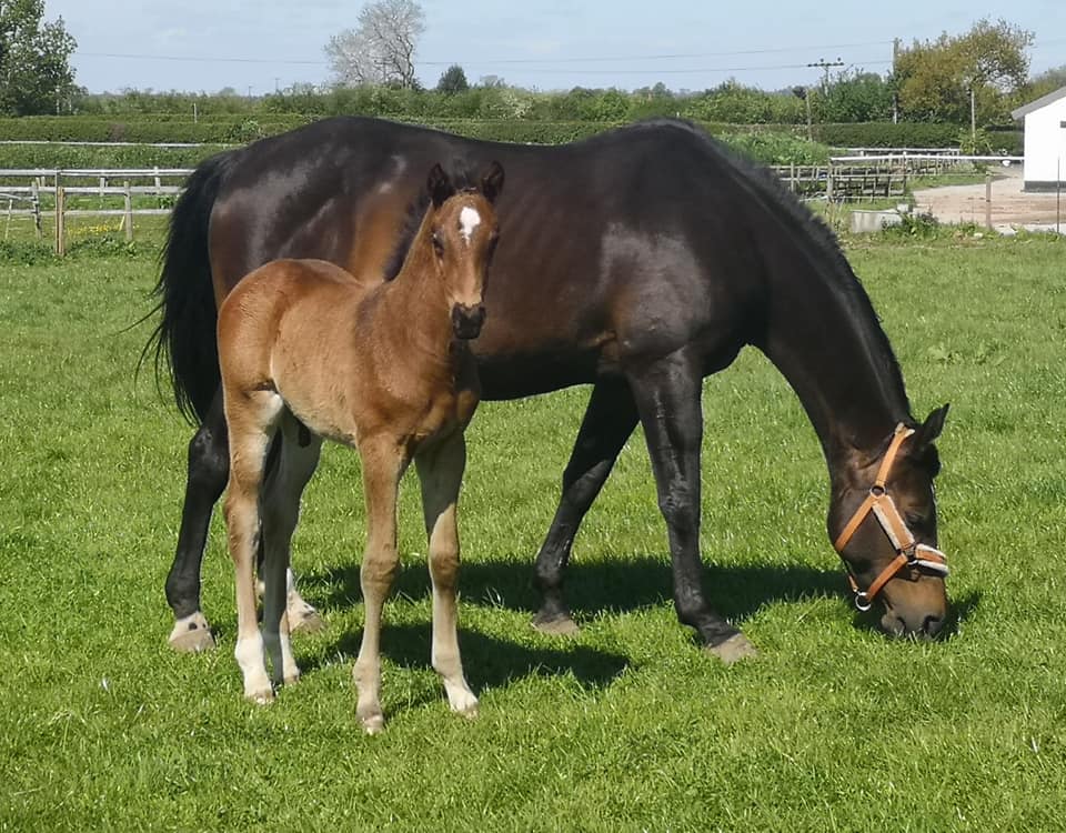 Warmblood Foals